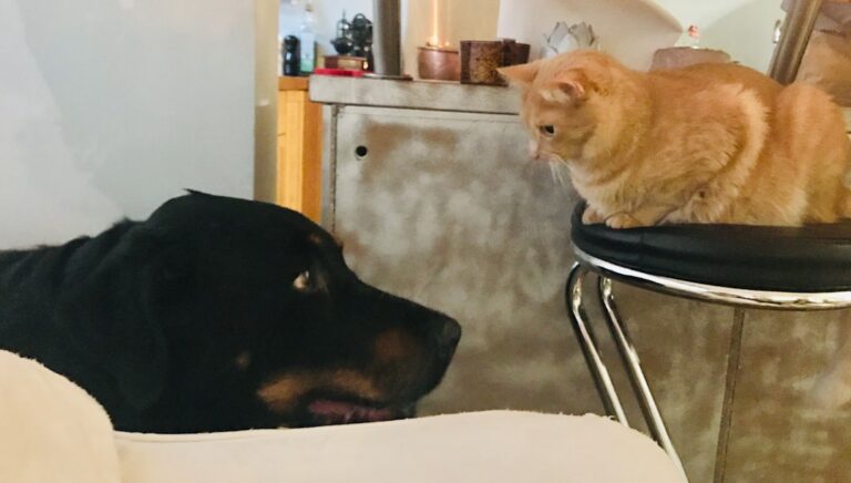 如何開始學人類圖